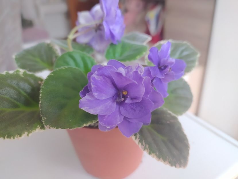 16 mai 2021 - ZZZ___Mas Taffy Swirl