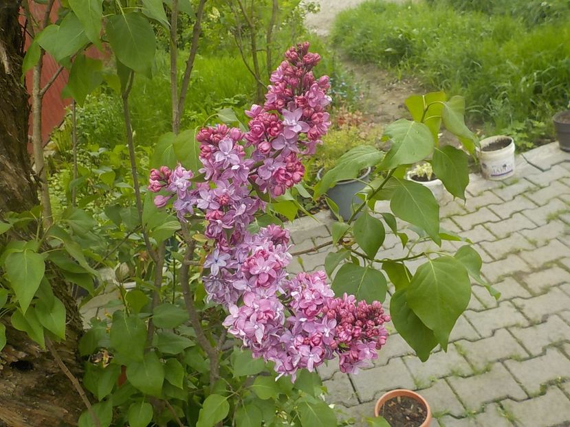  - liliac