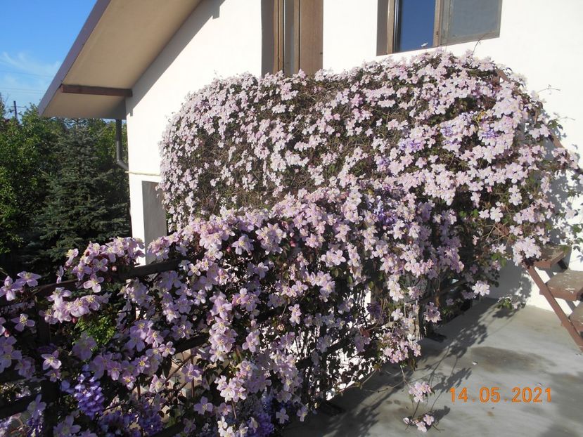  - 02 Clematite 2021