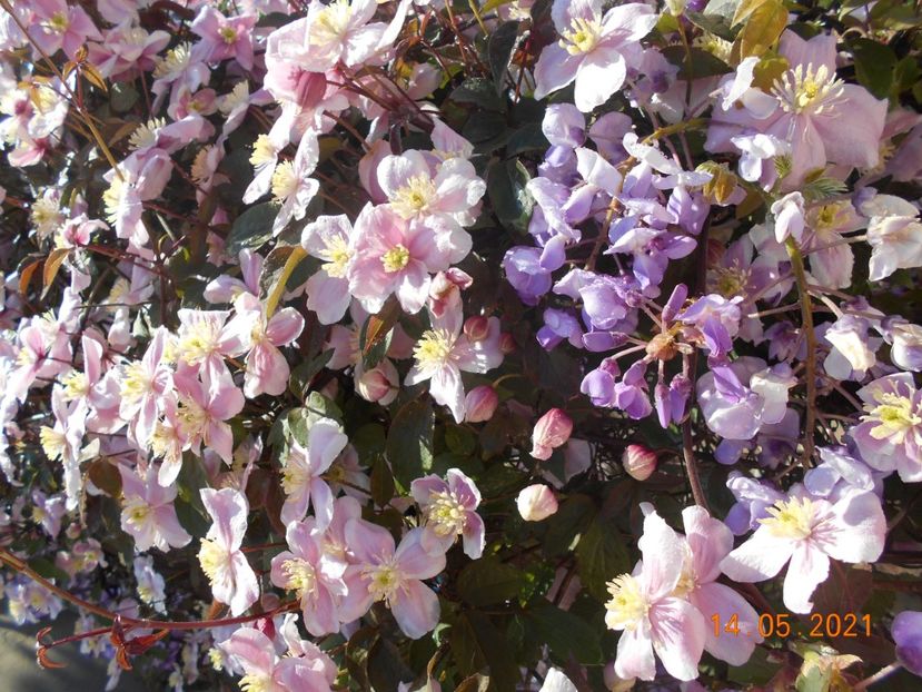  - 02 Clematite 2021