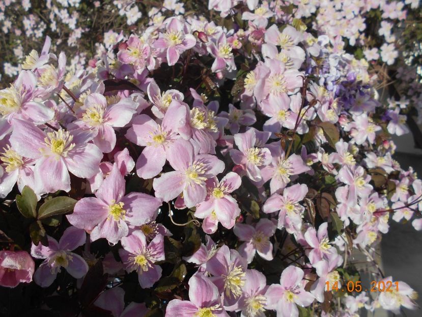  - 02 Clematite 2021