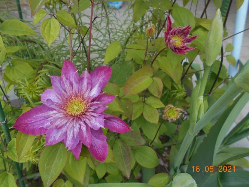  - 02 Clematite 2021