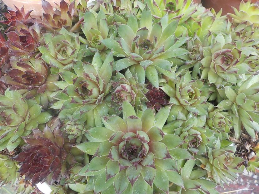 - Genul Sempervivum