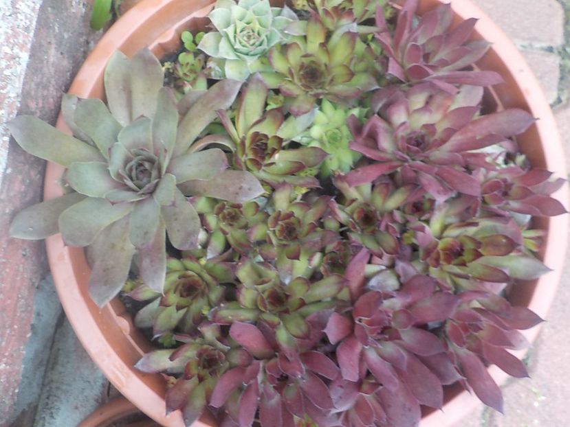  - Genul Sempervivum