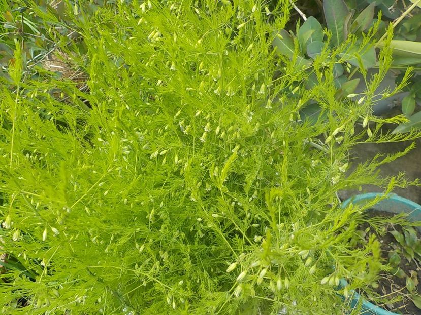  - asparagus de gradina