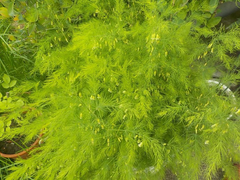  - asparagus de gradina