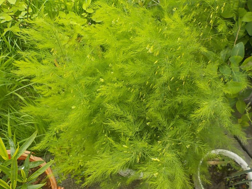  - asparagus de gradina