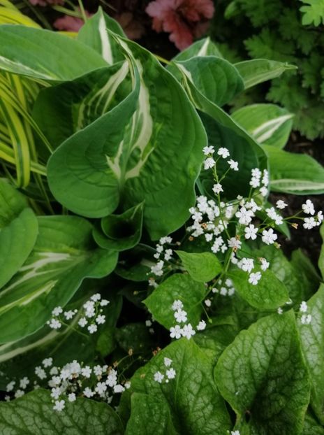  - 2021 feb martie aprilie mai