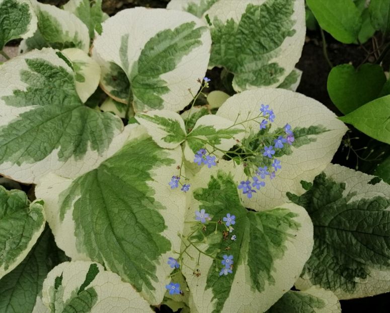  - 2021 feb martie aprilie mai