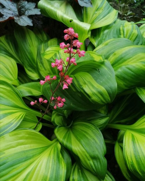  - 2021 feb martie aprilie mai