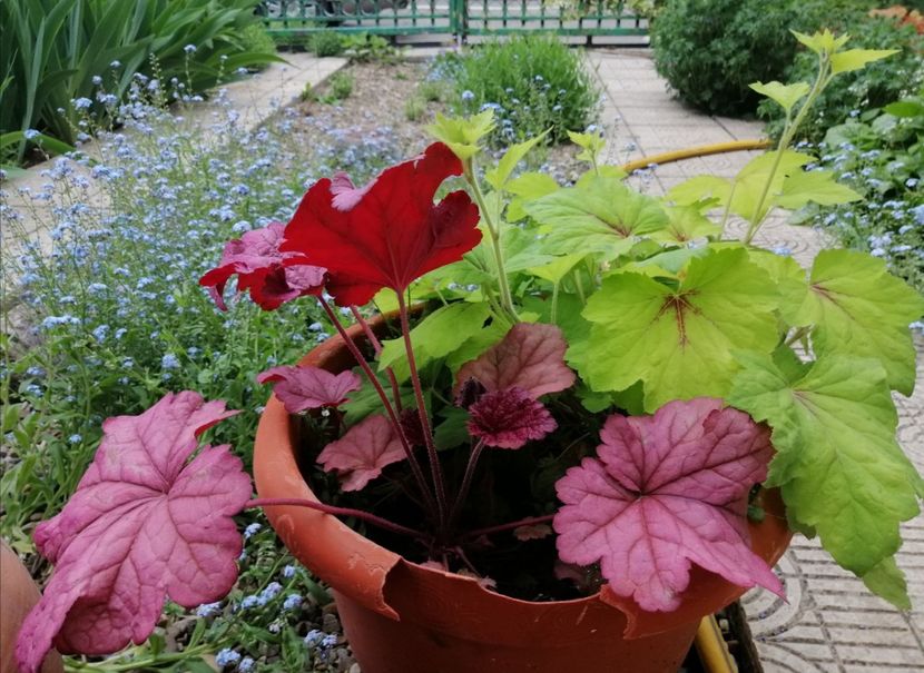  - 2021 feb martie aprilie mai