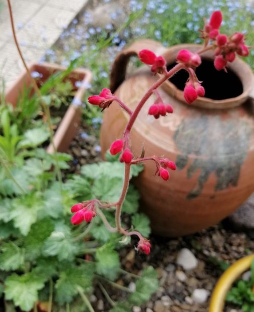  - 2021 feb martie aprilie mai