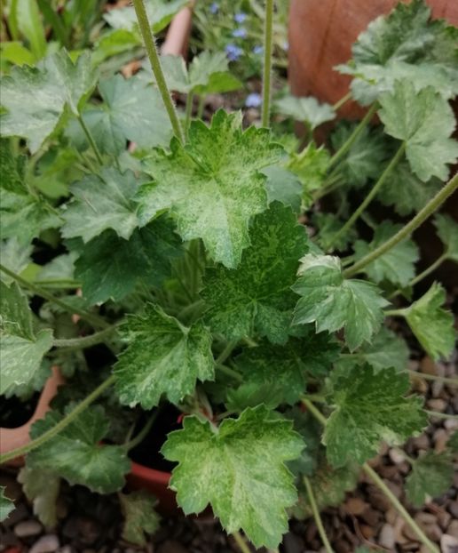  - 2021 feb martie aprilie mai