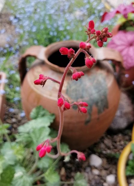  - 2021 feb martie aprilie mai