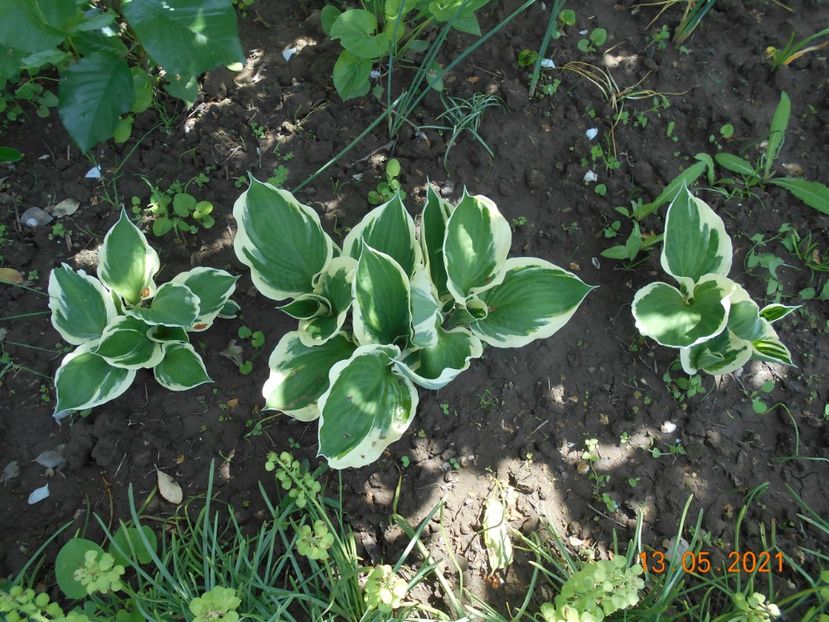 - 02 Azalee-rhododendroni-heleborusi-hortensii-hoste 2021