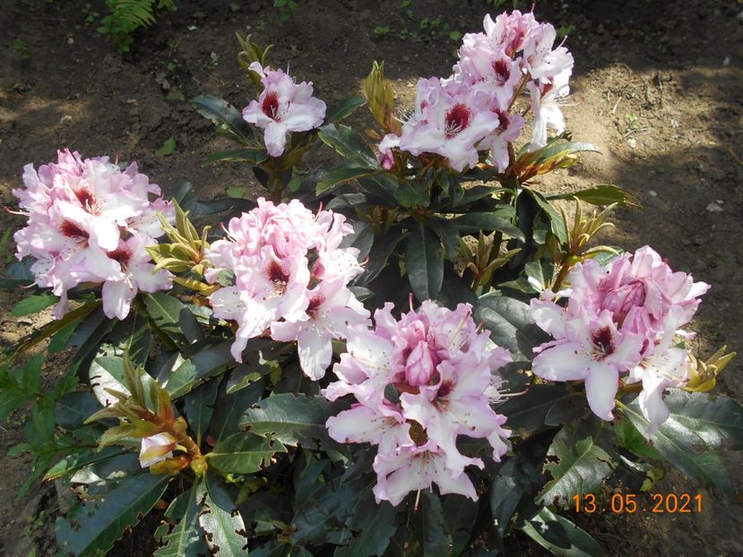  - 02 Azalee-rhododendroni-heleborusi-hortensii-hoste 2021
