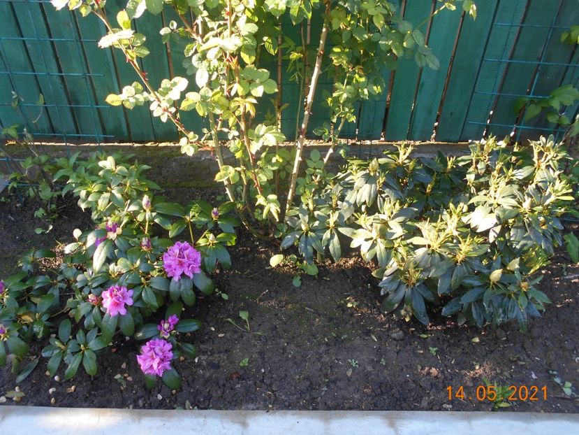  - 02 Azalee-rhododendroni-heleborusi-hortensii-hoste 2021