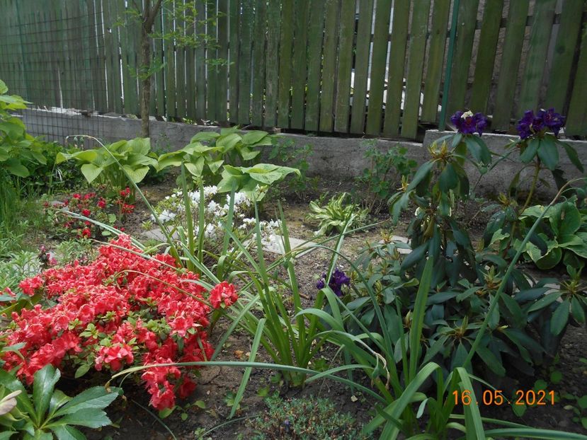 - 02 Azalee-rhododendroni-heleborusi-hortensii-hoste 2021