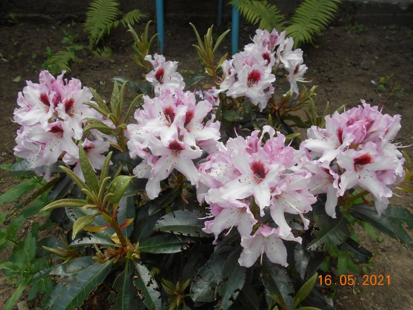  - 02 Azalee-rhododendroni-heleborusi-hortensii-hoste 2021