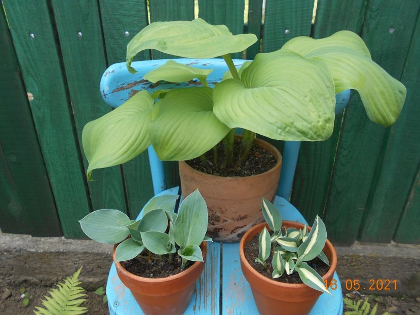  - 02 Azalee-rhododendroni-heleborusi-hortensii-hoste 2021