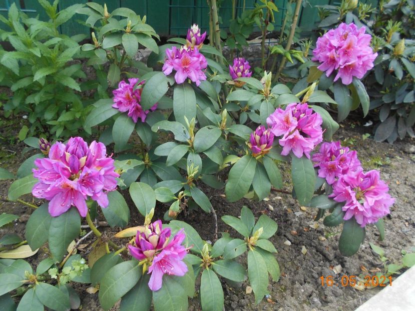  - 02 Azalee-rhododendroni-heleborusi-hortensii-hoste 2021