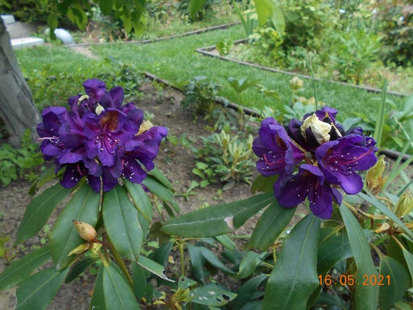  - 02 Azalee-rhododendroni-heleborusi-hortensii-hoste 2021