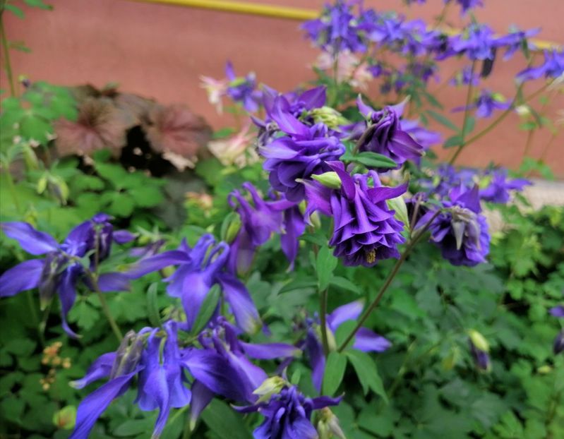  - 2021 feb martie aprilie mai