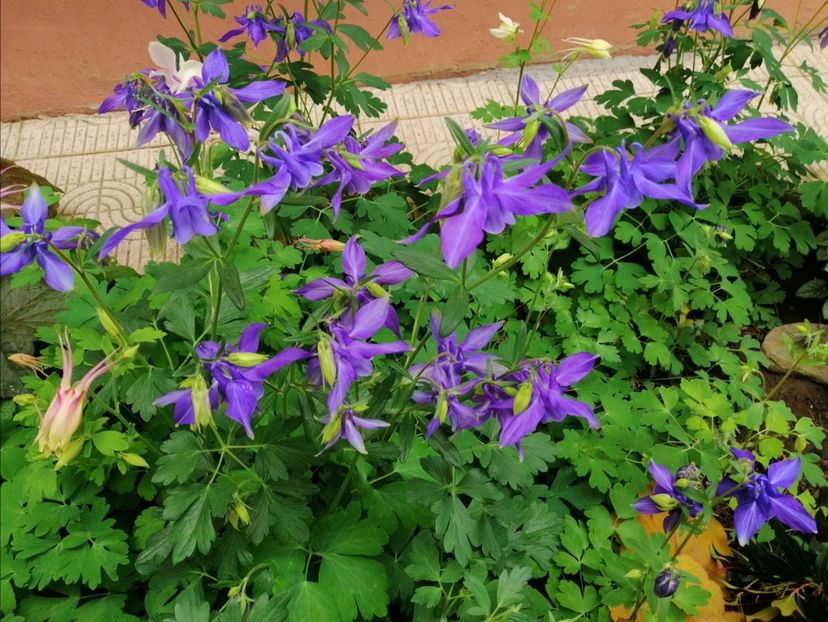  - 2021 feb martie aprilie mai