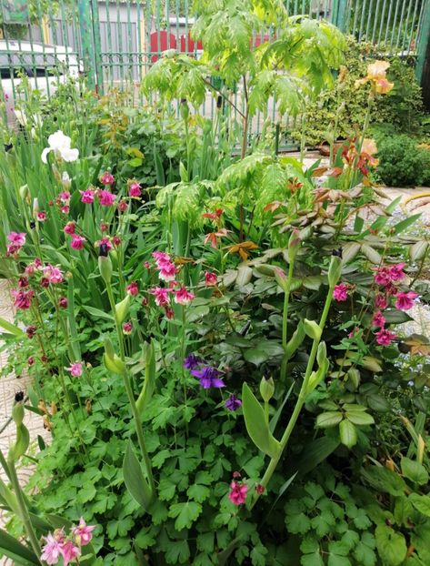  - 2021 feb martie aprilie mai