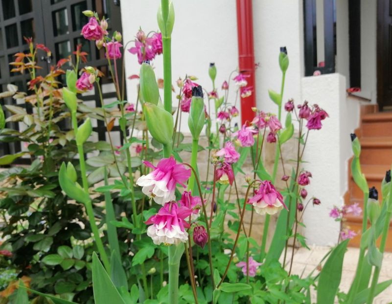  - 2021 feb martie aprilie mai