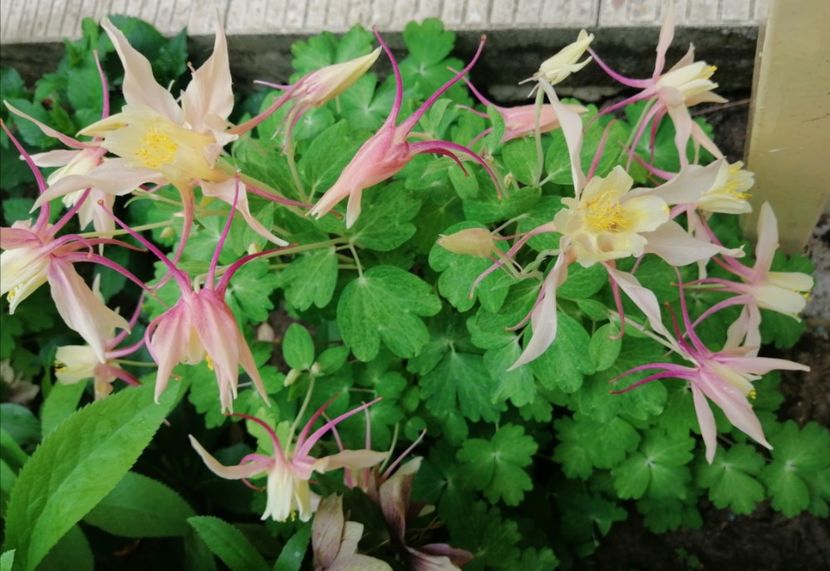  - 2021 feb martie aprilie mai