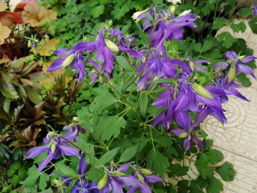  - 2021 feb martie aprilie mai