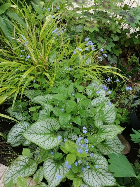  - 2021 feb martie aprilie mai