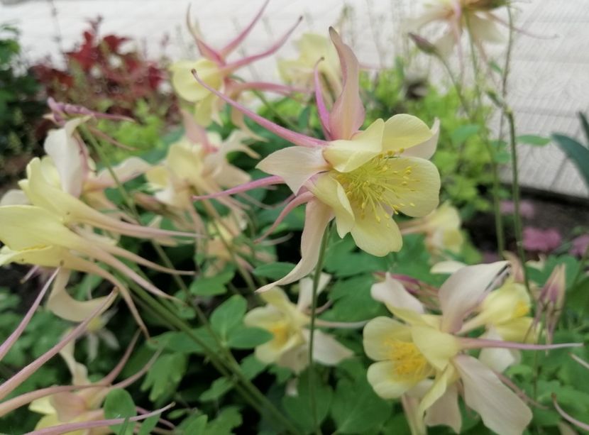  - 2021 feb martie aprilie mai