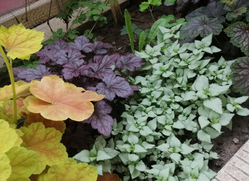  - 2021 feb martie aprilie mai