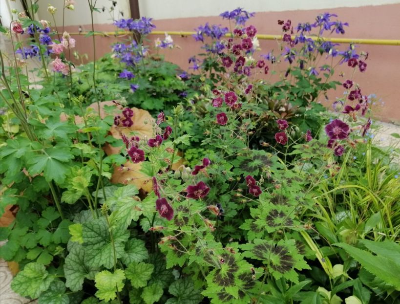  - 2021 feb martie aprilie mai