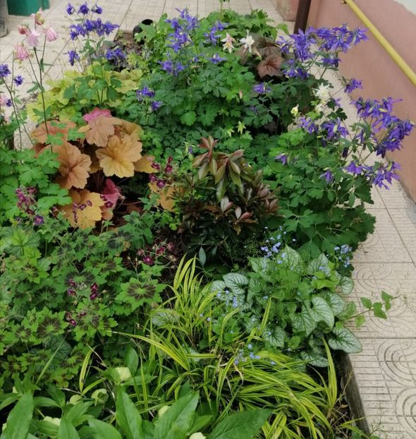  - 2021 feb martie aprilie mai