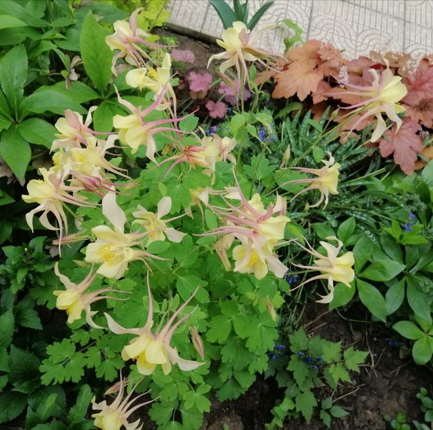  - 2021 feb martie aprilie mai