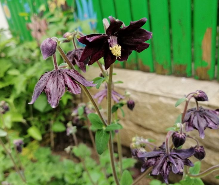  - 2021 feb martie aprilie mai