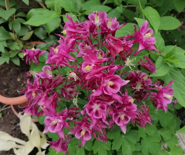  - 2021 feb martie aprilie mai