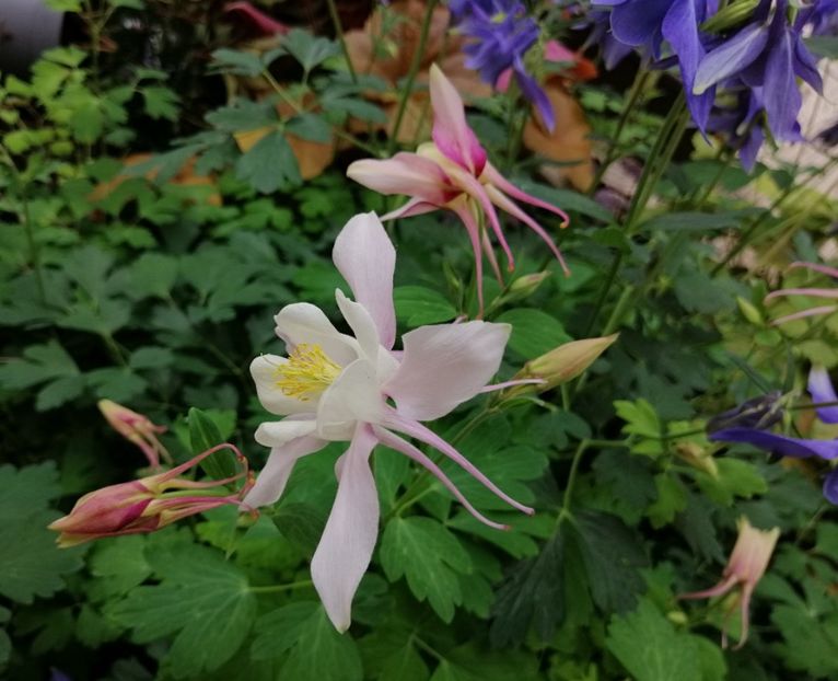  - 2021 feb martie aprilie mai