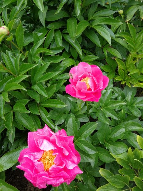  - Flori de grădină-2021