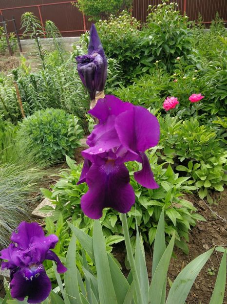  - Flori de grădină-2021