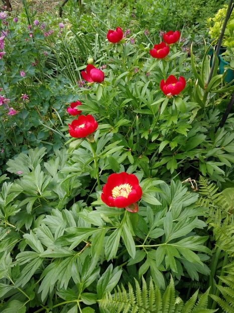  - Flori de grădină-2021