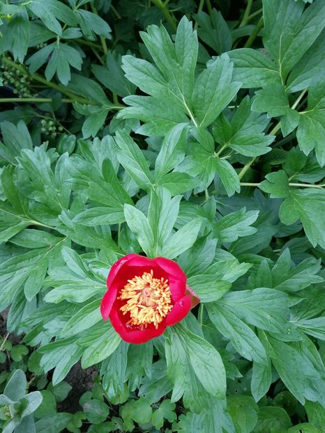  - Flori de grădină-2021