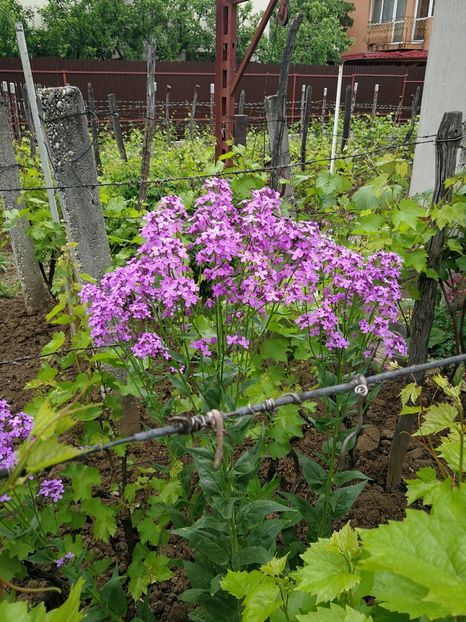  - Flori de grădină-2021