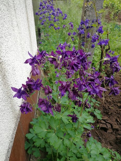  - Flori de grădină-2021