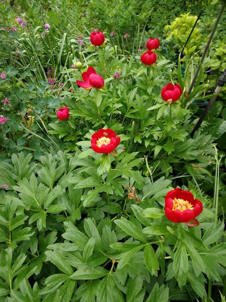  - Flori de grădină-2021