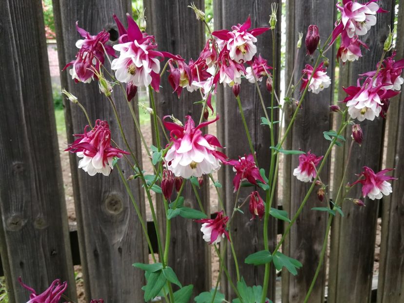  - Flori de grădină-2021