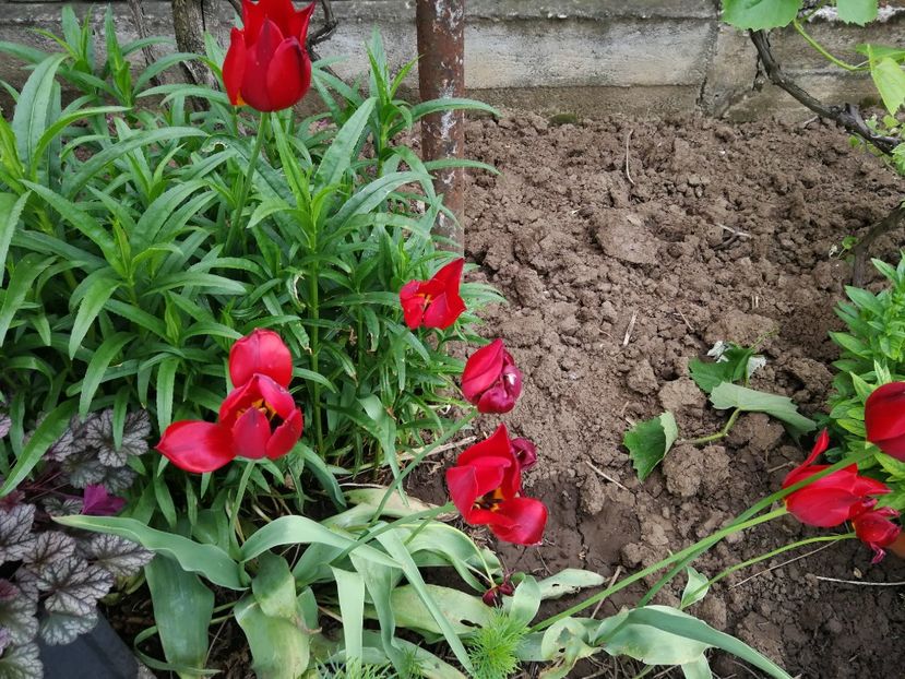  - Flori de grădină-2021